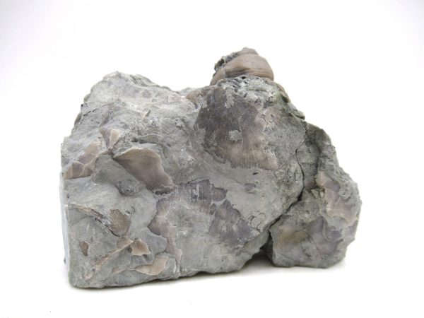 Cyclonemia bilix Ordovician Gastropod for Sale from Ohio #19 - Image 4