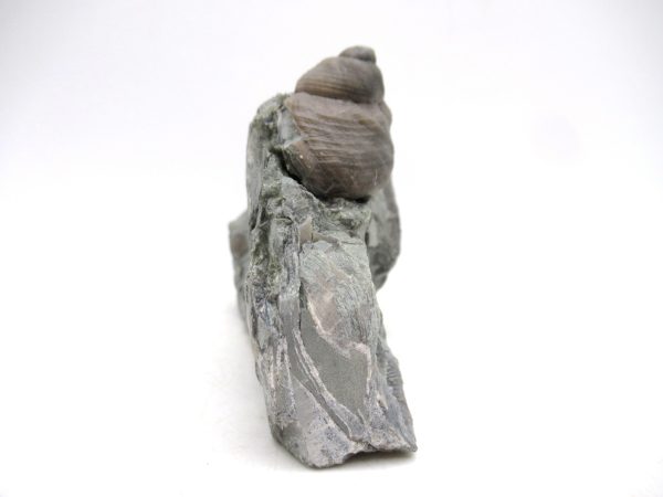 Cyclonemia bilix Ordovician Gastropod for Sale from Ohio #19 - Image 3