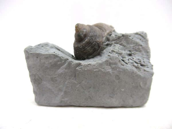 Cyclonemia bilix Ordovician Gastropod for Sale from Ohio #1 - Image 2