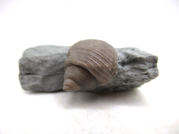 Cyclonemia bilix Ordovician Gastropod for Sale from Ohio #1 - Image 4