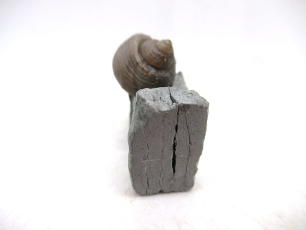 Cyclonemia bilix Ordovician Gastropod for Sale from Ohio #1 - Image 3