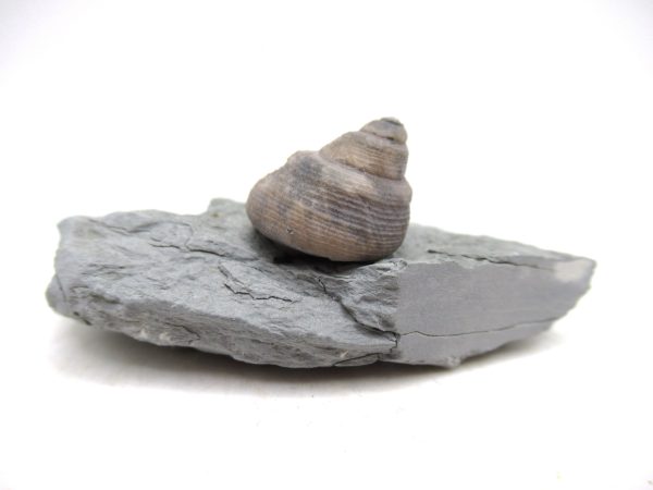 Cyclonemia bilix Ordovician Gastropod for Sale from Ohio #2