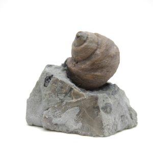 Cyclonemia bilix Ordovician Gastropod for Sale from Ohio #20
