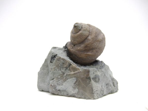 Cyclonemia bilix Ordovician Gastropod for Sale from Ohio #20