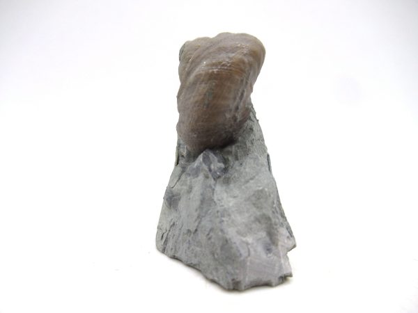 Cyclonemia bilix Ordovician Gastropod for Sale from Ohio #20 - Image 2