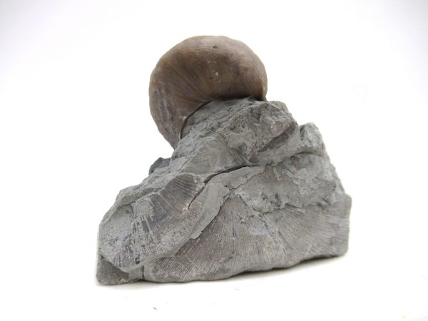 Cyclonemia bilix Ordovician Gastropod for Sale from Ohio #20 - Image 4