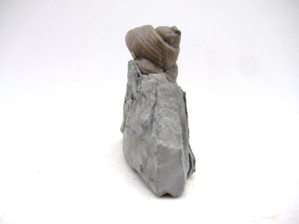 Cyclonemia bilix Ordovician Gastropod for Sale from Ohio #20 - Image 3