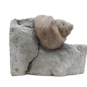 Cyclonemia bilix Ordovician Gastropod for Sale from Ohio #21