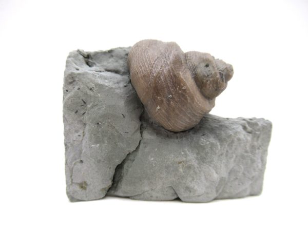 Cyclonemia bilix Ordovician Gastropod for Sale from Ohio #21