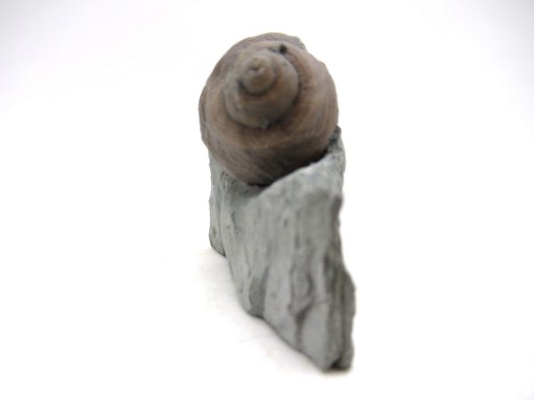 Cyclonemia bilix Ordovician Gastropod for Sale from Ohio #21 - Image 4