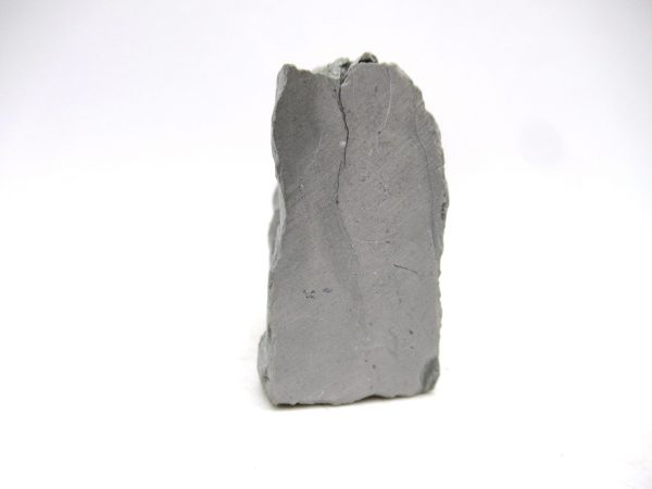 Cyclonemia bilix Ordovician Gastropod for Sale from Ohio #21 - Image 3