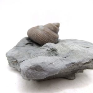 Cyclonemia bilix Ordovician Gastropod for Sale from Ohio #22