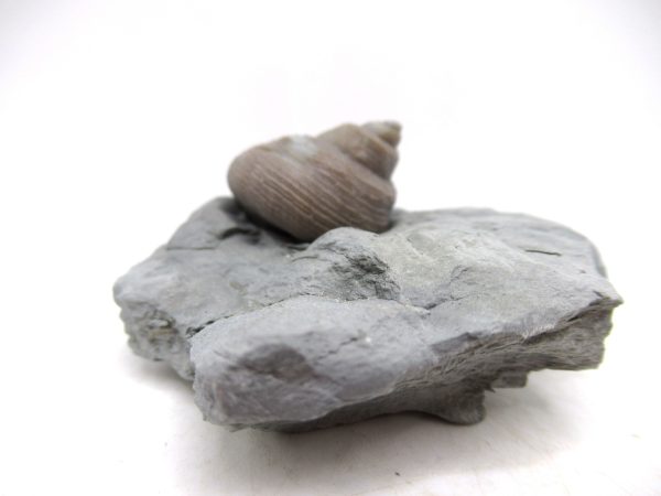 Cyclonemia bilix Ordovician Gastropod for Sale from Ohio #22