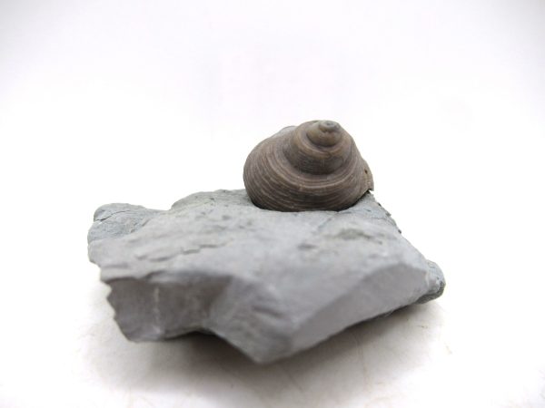 Cyclonemia bilix Ordovician Gastropod for Sale from Ohio #22 - Image 2