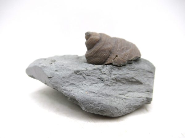 Cyclonemia bilix Ordovician Gastropod for Sale from Ohio #22 - Image 4