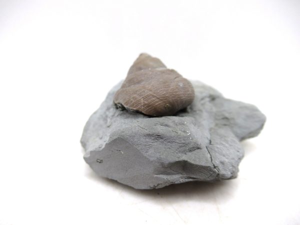 Cyclonemia bilix Ordovician Gastropod for Sale from Ohio #22 - Image 3