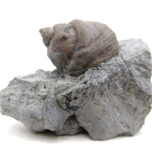Cyclonemia bilix Ordovician Gastropod for Sale from Ohio #23