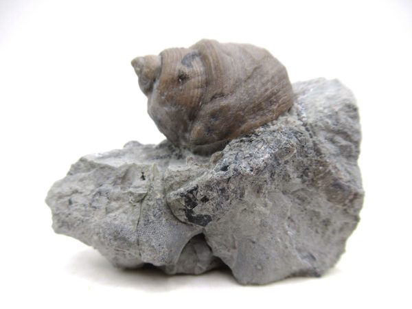 Cyclonemia bilix Ordovician Gastropod for Sale from Ohio #23