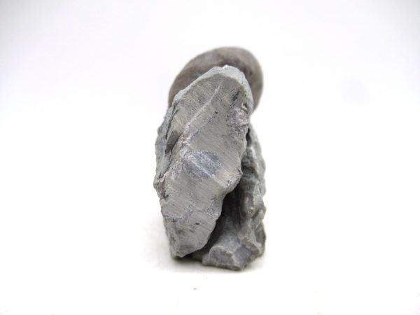 Cyclonemia bilix Ordovician Gastropod for Sale from Ohio #23 - Image 2