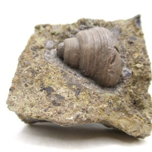 Cyclonemia bilix Ordovician Gastropod for Sale from Ohio #24
