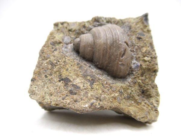 Cyclonemia bilix Ordovician Gastropod for Sale from Ohio #24