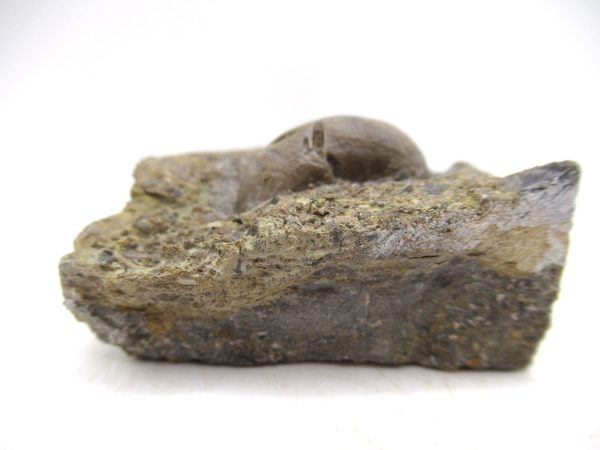 Cyclonemia bilix Ordovician Gastropod for Sale from Ohio #24 - Image 2