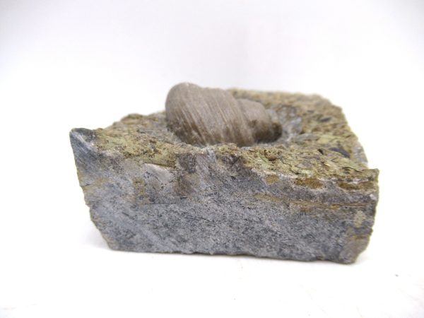Cyclonemia bilix Ordovician Gastropod for Sale from Ohio #24 - Image 4