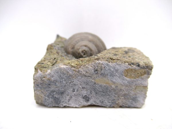 Cyclonemia bilix Ordovician Gastropod for Sale from Ohio #24 - Image 3