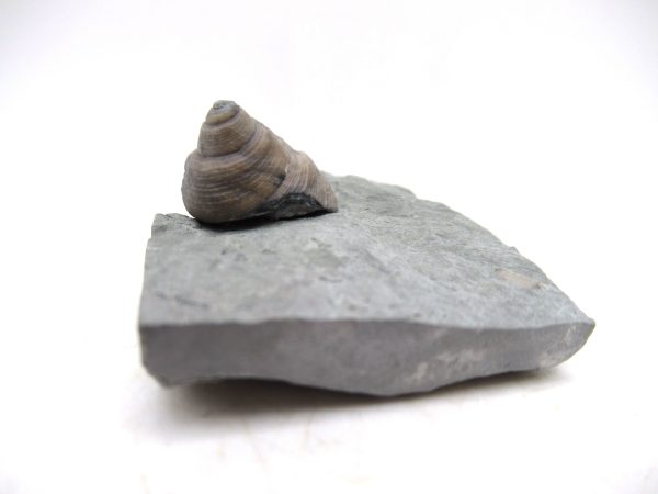 Cyclonemia bilix Ordovician Gastropod for Sale from Ohio #2 - Image 3