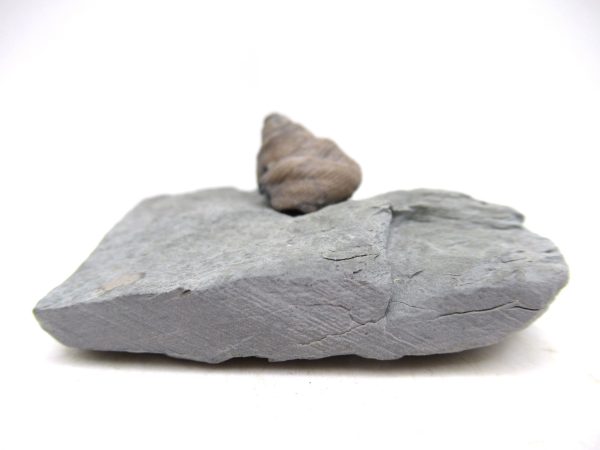 Cyclonemia bilix Ordovician Gastropod for Sale from Ohio #2 - Image 2