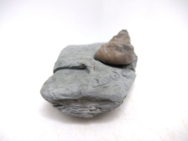 Cyclonemia bilix Ordovician Gastropod for Sale from Ohio #2 - Image 4