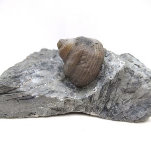 Cyclonemia bilix Ordovician Gastropod for Sale from Ohio #3