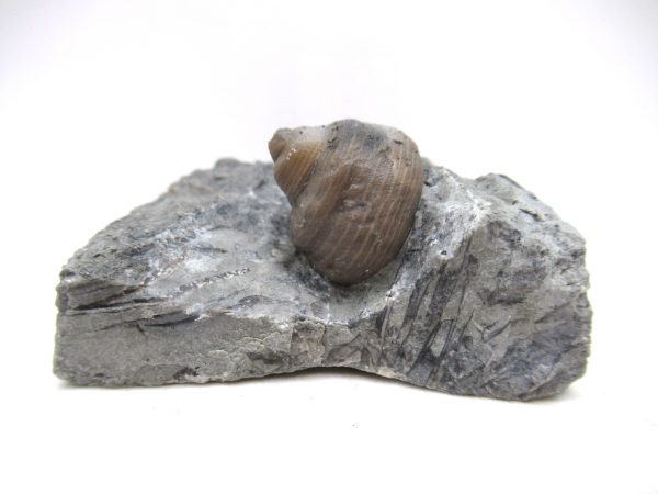 Cyclonemia bilix Ordovician Gastropod for Sale from Ohio #3