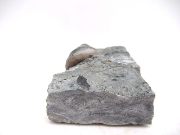 Cyclonemia bilix Ordovician Gastropod for Sale from Ohio #3 - Image 2