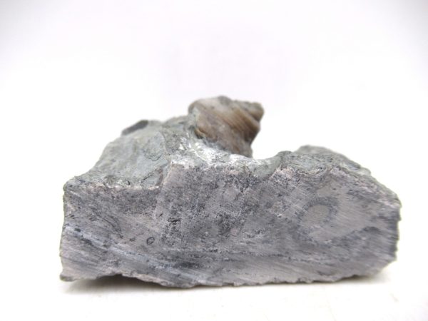 Cyclonemia bilix Ordovician Gastropod for Sale from Ohio #3 - Image 4