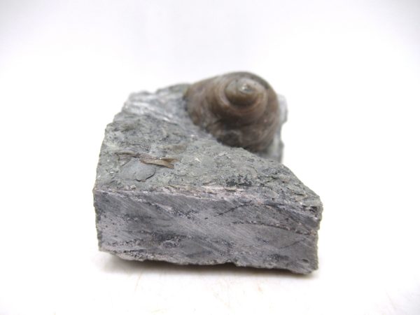 Cyclonemia bilix Ordovician Gastropod for Sale from Ohio #3 - Image 3