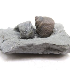 Cyclonemia bilix Ordovician Gastropod for Sale from Ohio #4