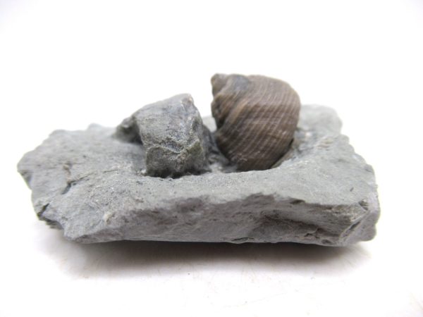 Cyclonemia bilix Ordovician Gastropod for Sale from Ohio #4