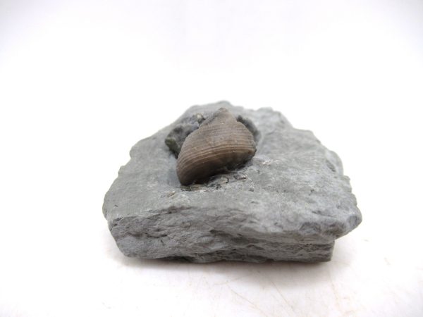 Cyclonemia bilix Ordovician Gastropod for Sale from Ohio #4 - Image 2