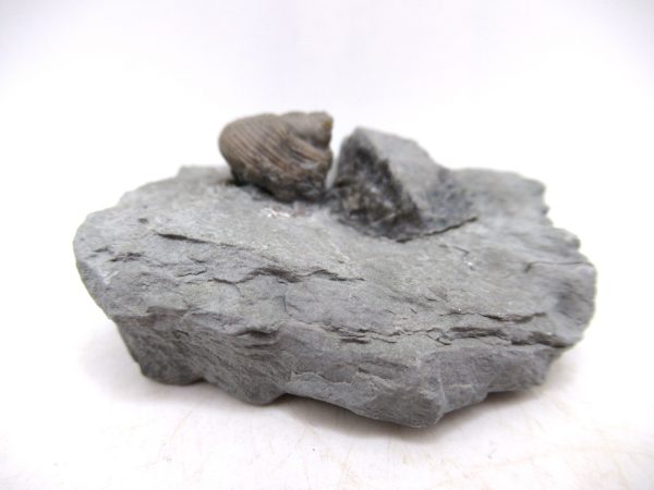 Cyclonemia bilix Ordovician Gastropod for Sale from Ohio #4 - Image 4