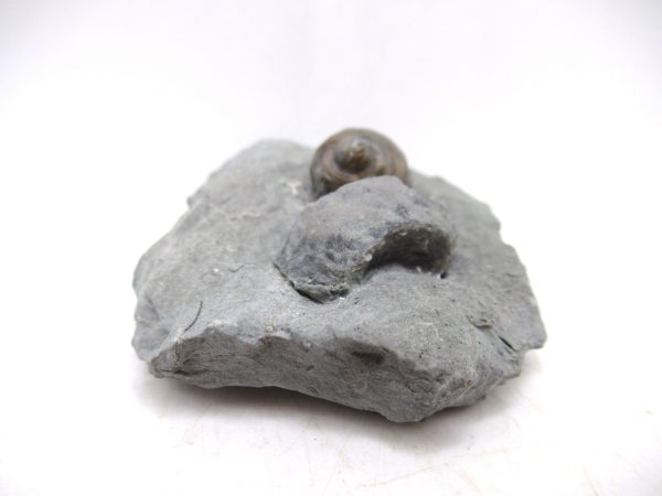 Cyclonemia bilix Ordovician Gastropod for Sale from Ohio #4 - Image 3