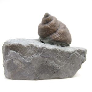 Cyclonemia bilix Ordovician Gastropod for Sale from Ohio #5