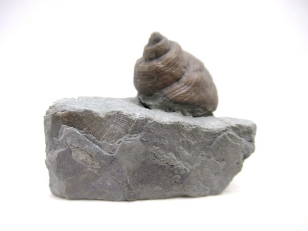 Cyclonemia bilix Ordovician Gastropod for Sale from Ohio #5