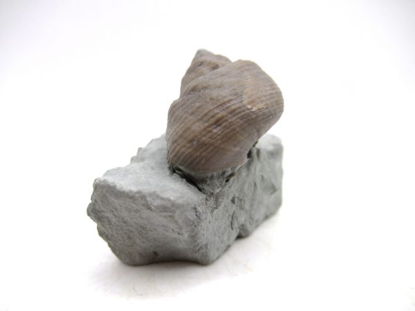 Cyclonemia bilix Ordovician Gastropod for Sale from Ohio #5 - Image 2