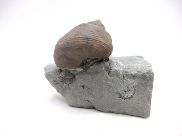 Cyclonemia bilix Ordovician Gastropod for Sale from Ohio #5 - Image 4