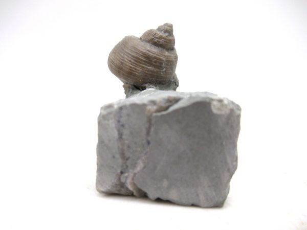 Cyclonemia bilix Ordovician Gastropod for Sale from Ohio #5 - Image 3