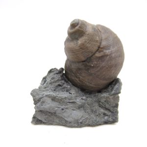 Cyclonemia bilix Ordovician Gastropod for Sale from Ohio #6