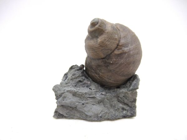 Cyclonemia bilix Ordovician Gastropod for Sale from Ohio #6