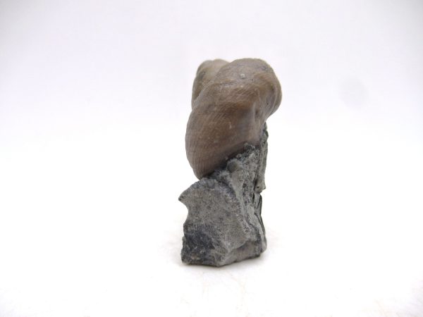 Cyclonemia bilix Ordovician Gastropod for Sale from Ohio #6 - Image 2