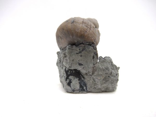 Cyclonemia bilix Ordovician Gastropod for Sale from Ohio #6 - Image 4